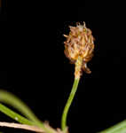Grass-like fimbry